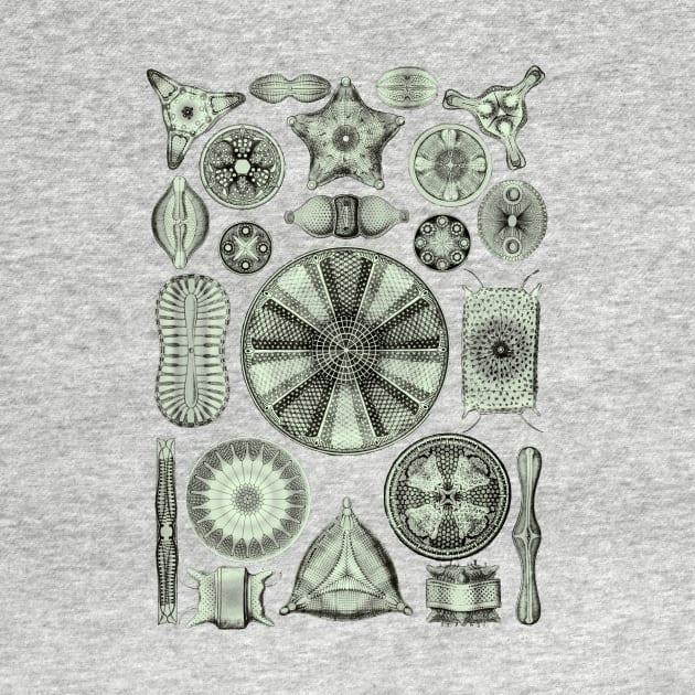 Ernst Haeckel Diatoms Olive Green by Scientistudio